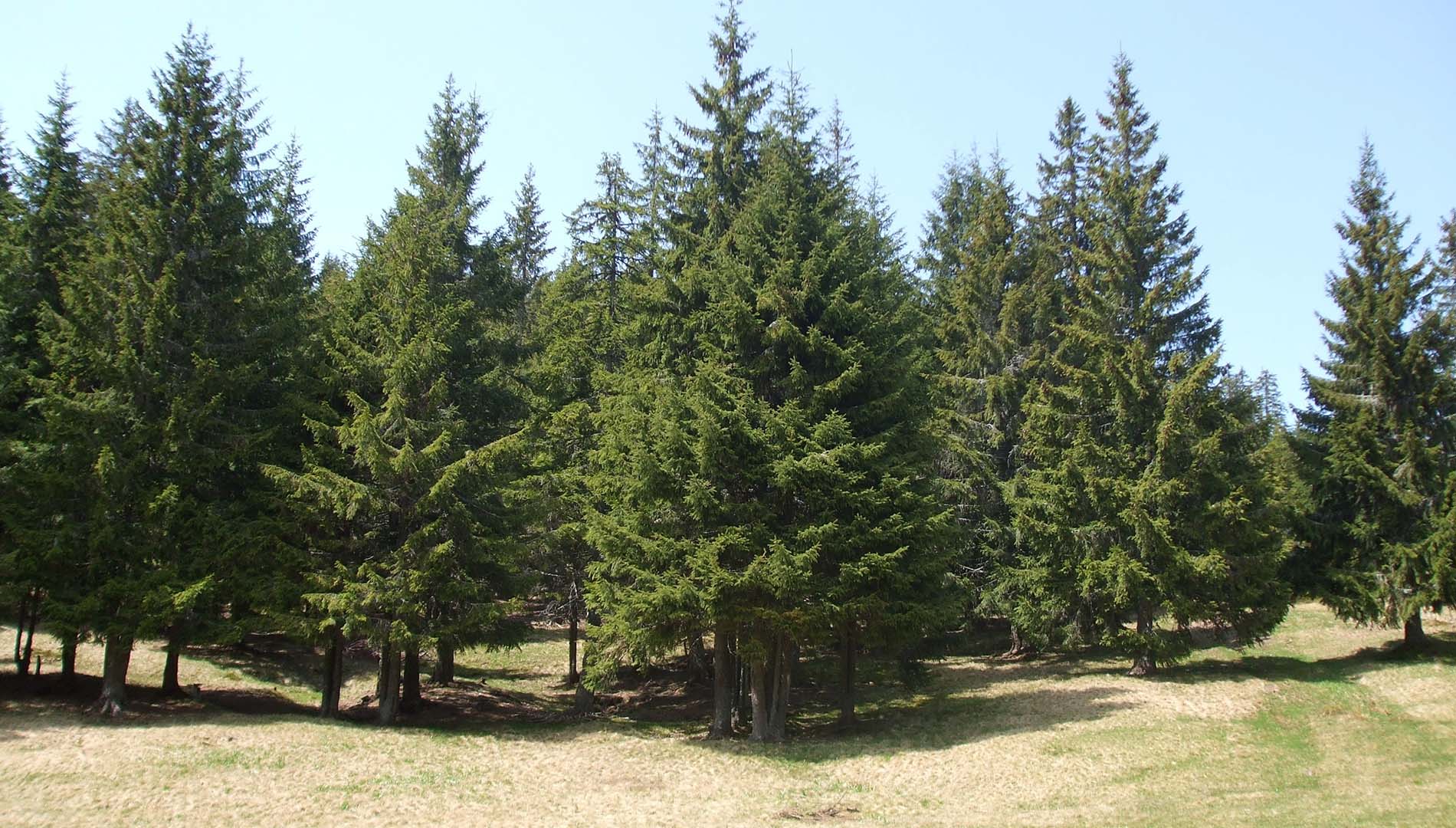 Treballs forestals